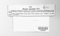 Seimatosporium rosae image